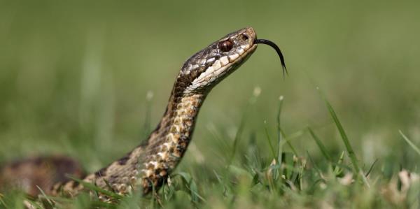 蛇发现可以做“侧手翻”