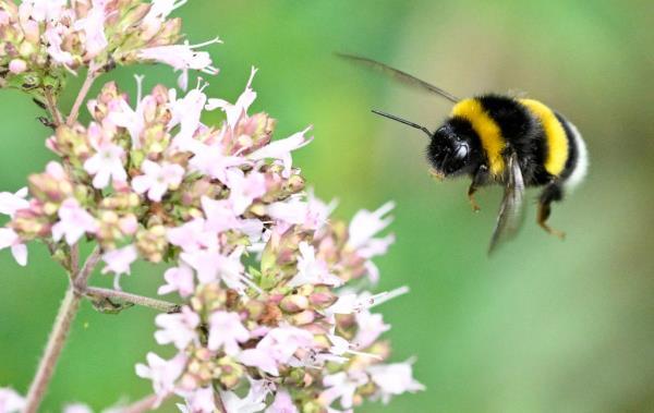独居蜜蜂面临热浪和病原体的双重挑战